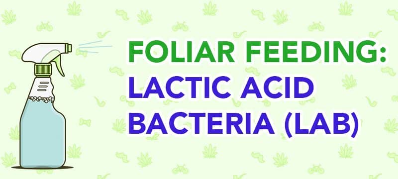 Foliar Feeding – Amazing Plants with Lactic Acid Bacteria (LAB)
