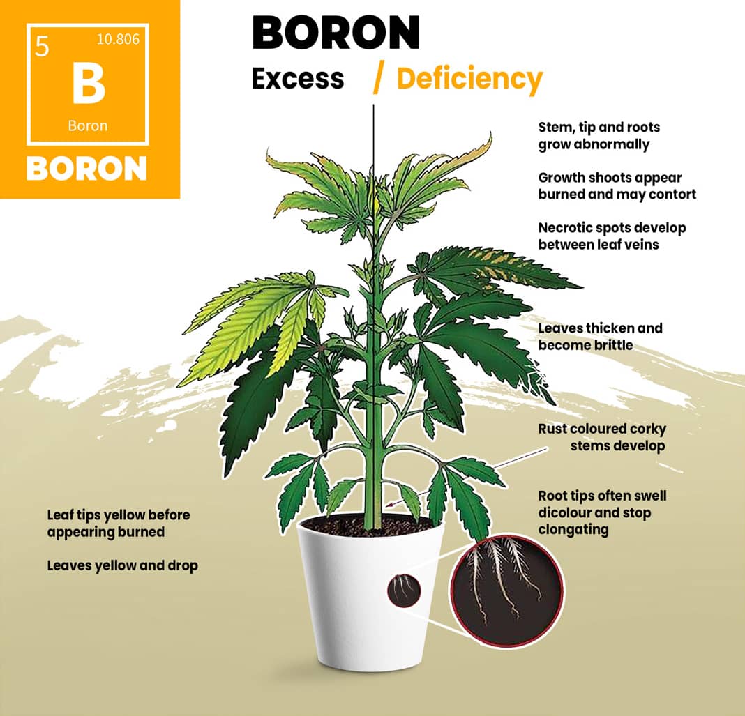 Cannabis Boron Deficiency Visual Guide