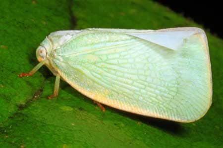 Example of a cannabis planthopper from West Virginia