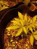 Heat stress - marijuana leaf edges curling up