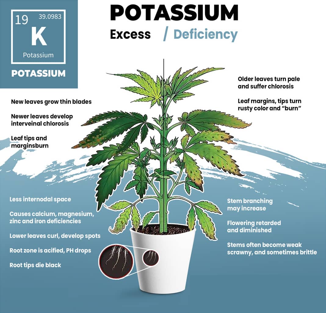 Cannabis Potassium Deficiency Visual Guide