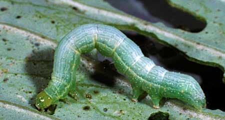 A closeup of a caterpillar