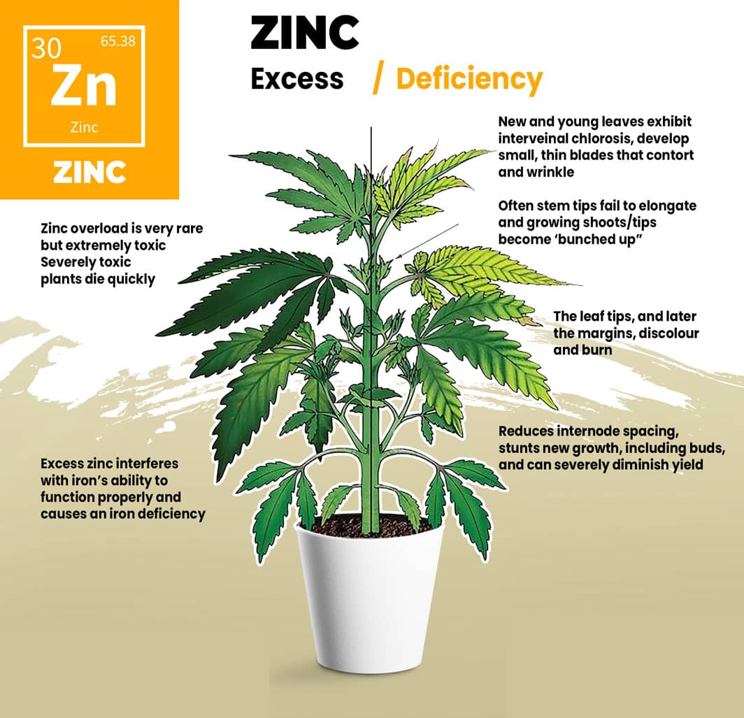 Cannabis Zinc Deficiency Visual Guide