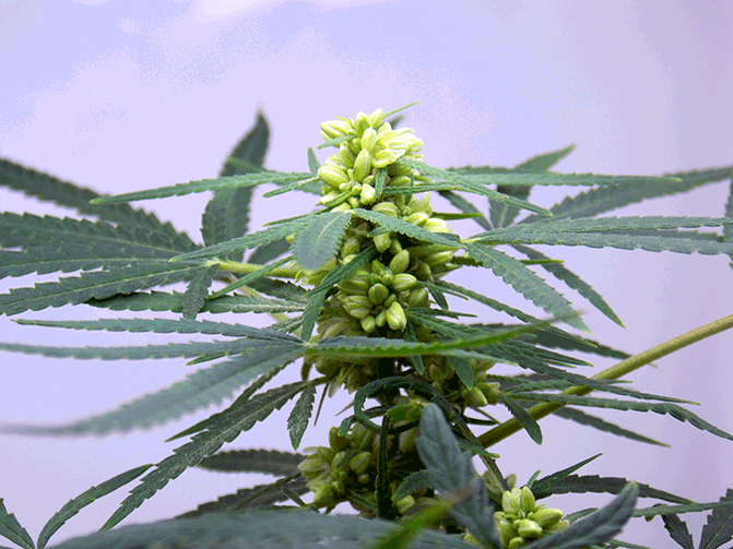 Make Silver Thiosulfate Solution (STS) for Feminized Seeds