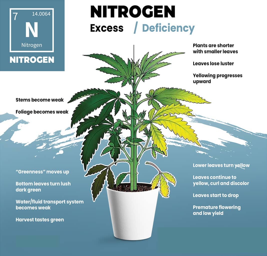 Nitrogen Deficiency Visual Guide