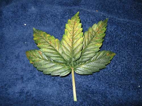 Cannabis phosphorus deficiency in vegetative stage - First lower leaves turn dark, then get brown or bronzy spots, leaves curl downwards and will eventually turn yellow.