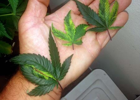 Example of a mosaic pattern on cannabis leaves caused by TMV virus