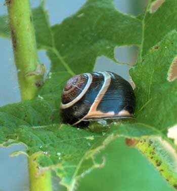 Snail damage on a cannabis leaf - the culprit is taking a nap at the scene of the crime!