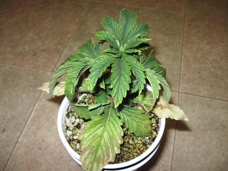 Drooping plant from root problems