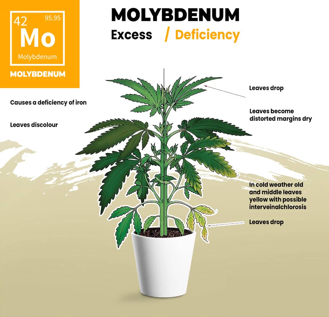 Cannabis Molybdenum Deficiency Visual Guide
