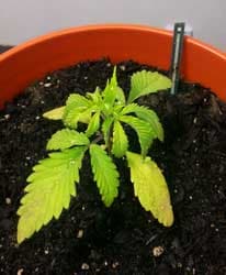 Example of a cannabis seedling that is droopy and has yellow leaves because it has been given too much water, too often