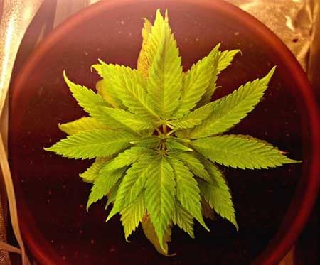 A young cannabis plant suffering due to a fungus gnat infestation