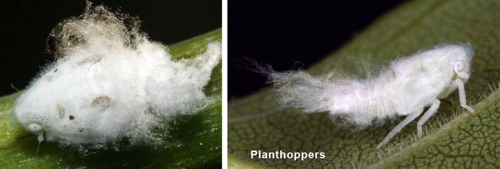 Planthoppers Cannabis