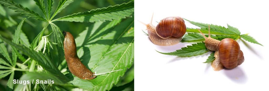 Slugs and Snails Cannabis