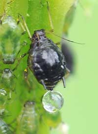 An adult aphid on a cannabis plant making a drop of honeydew - you don't want it as it attracts sooty mold!