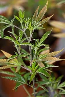 This marijuana plant has been infested with broad mites or russet mites, as a result the new growth is twisted and unhealthy