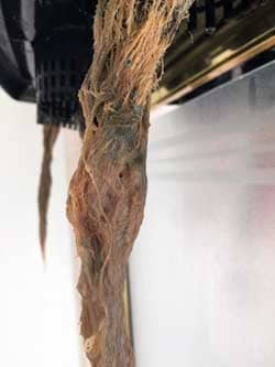 These cannabis roots are brown with root rot. Sick roots often look wound up or twisted like this, and the individual "strands" sort of meld together with slime