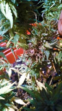 Bud rot on an outdoor cannabis bud