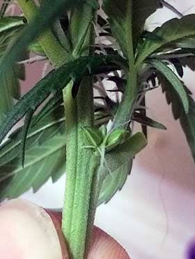 A hermie cannabis plant with both male and female parts, this plant has pollen sacs growing in the same place as female pistils