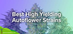Best High Yield Autoflower Strains