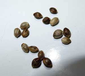 several sour diesel seeds sm