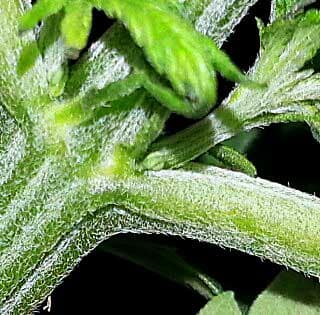Another male pre-flower on a vegetative cannabis plant