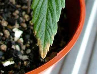 Brown burnt tips on leaves - The first signs of nutrient burn on a marijuana seedling