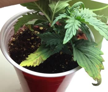 Example of a cannabis seedlings with what appears to be nutrient deficiencies that are actually caused by overwatering / root problems