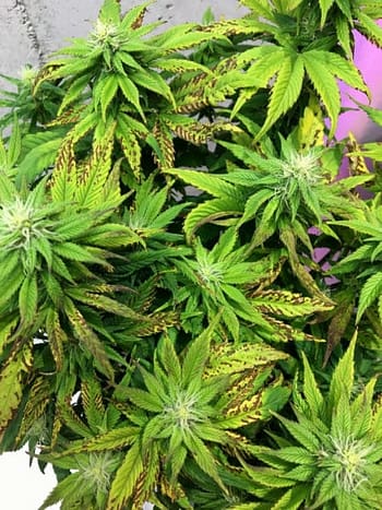Example of light burn on a cannabis plant caused by the LED grow light being kept too close
