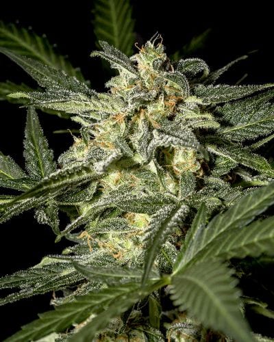 White Widow - Best Strains for Pain