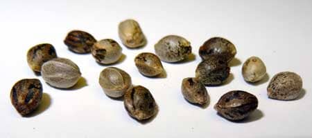 feminized cannabis seeds macro sm