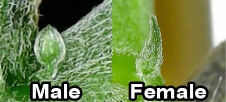 A small comparison of cannabis sex parts - male and female cannabis plants