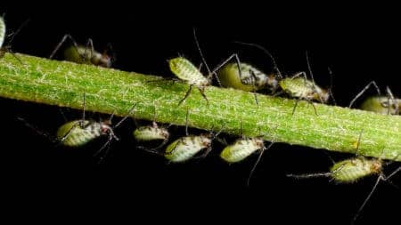 These aphids from Germany are pale green with dark legs and green eyes. These bugs can look very different depending on your part of the world!