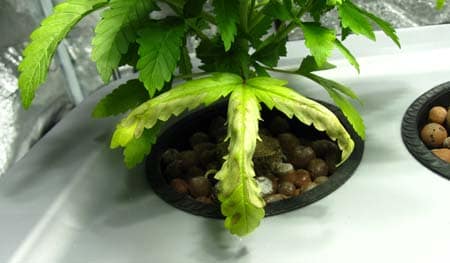 Example of curling leaves from root rot on a marijuana seedling in a hydroponic / DWC setup