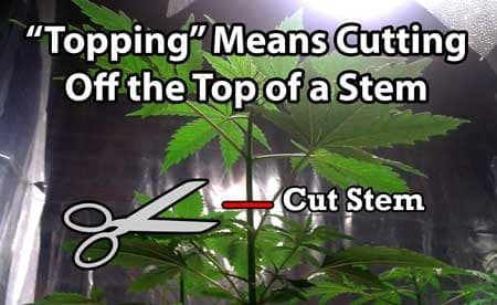 Definition of "topping" a cannabis plant - cutting off the top of a stem