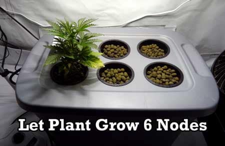 Let the plant grow 6 nodes