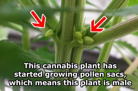 Identify male cannabis plants by their balls (male pollen sacs)