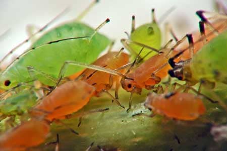 The aphids you see on your cannabis plant may come in different colors depending on their stage of life and where you live.