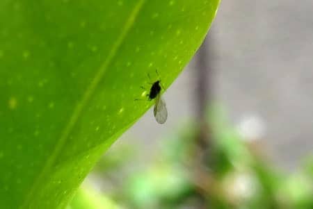 A winged aphid hanging out on a leaf, trying to start an infestation!