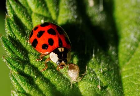 On this cannabis leaf, a hungry ladybug eats an aphid