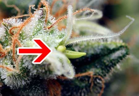 Closeup example of a cannabis herm - this is a hermie "banana"