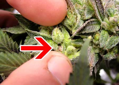 pollinated marijuana bud