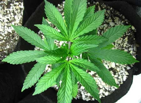 marijuana plant veg stage