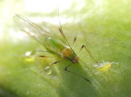 A pale winged "colonizer" aphid and a young aphid larvae on a marijuana leaf