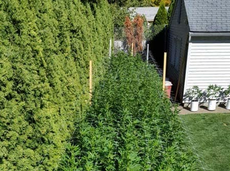 Example of an outdoor marijuana plant using LST to grow flat, wide plants that look like hedges!