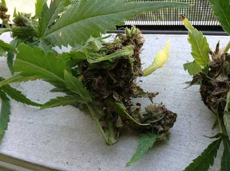 A terrible case of cannabis bud rot