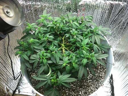 Use LST to create a symmetrical "Star" shape (when you're looking down on the plant from above)