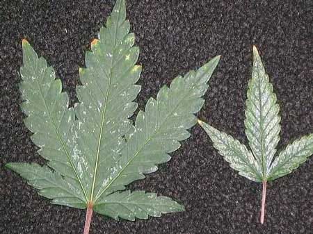 Marijuana thrips leaf damage - silver or bronze spots that can eventually take over the whole leaf!