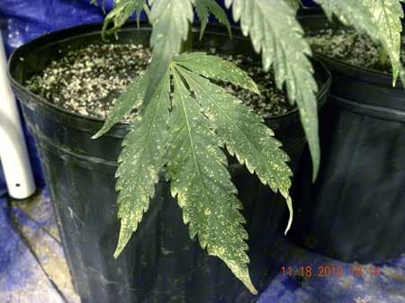 Example of the silver or bronze spots on cannabis leaf caused by a thrips infestation