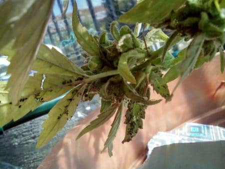 The bottom of this marijuana bud is aphid city!